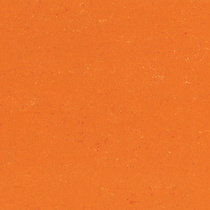 Kumquat Orange 